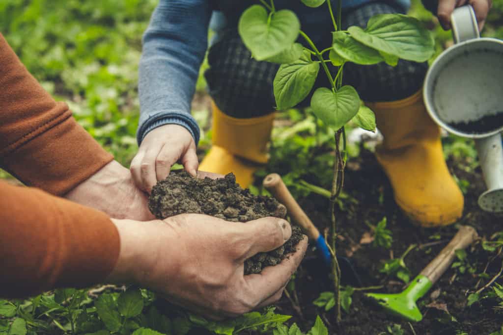 boom planten