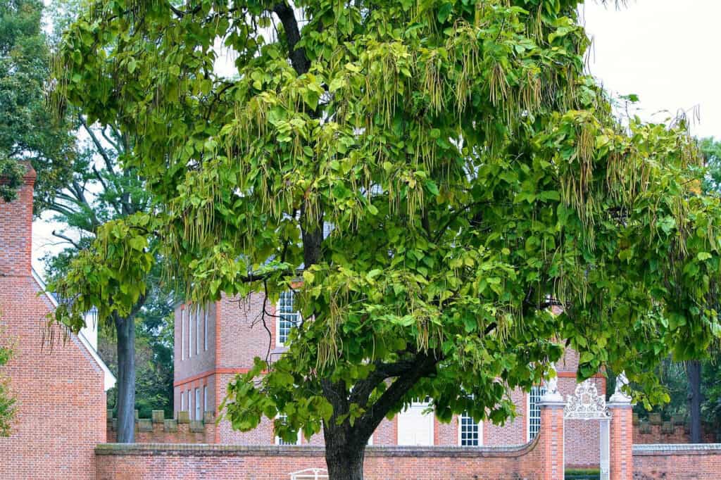 de schoonheid van de trompetboom