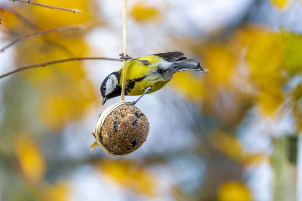 vogels in je tuin