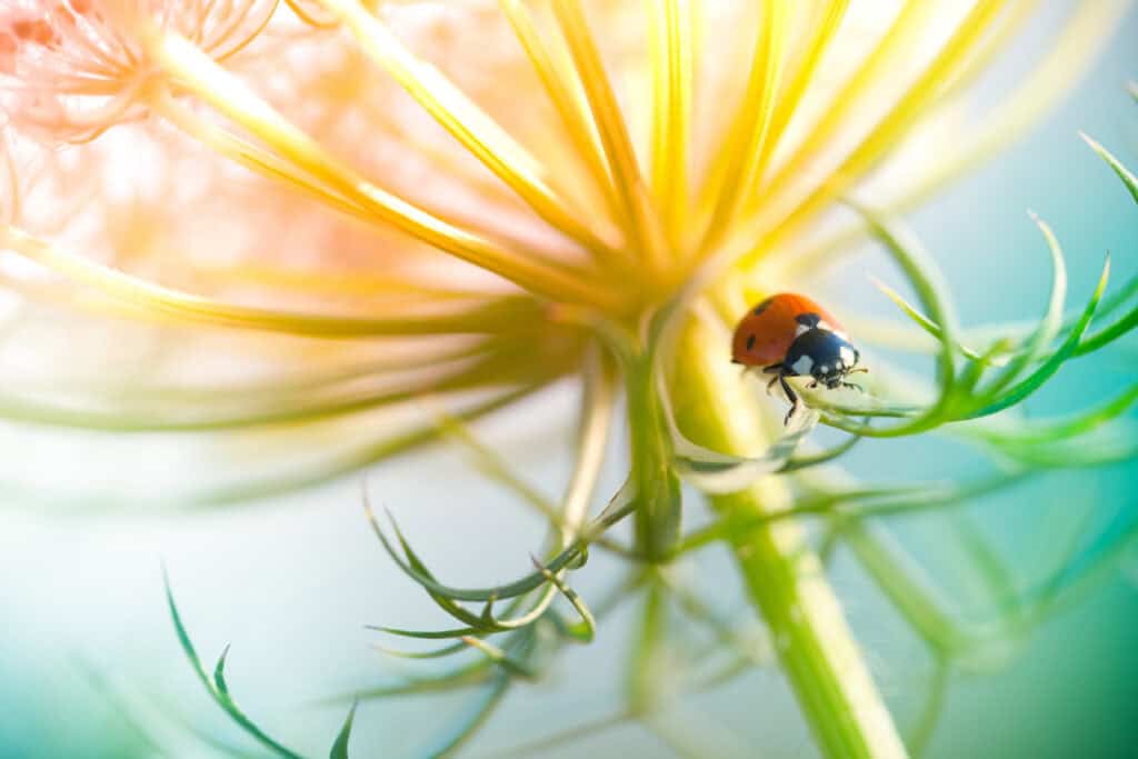 Lenteklaar: tips voor een bloeiende tuin vol kleur