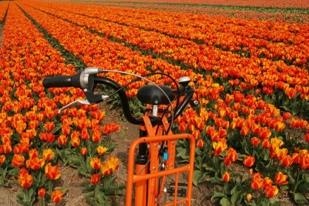 verhuizen naar de bollenstreek