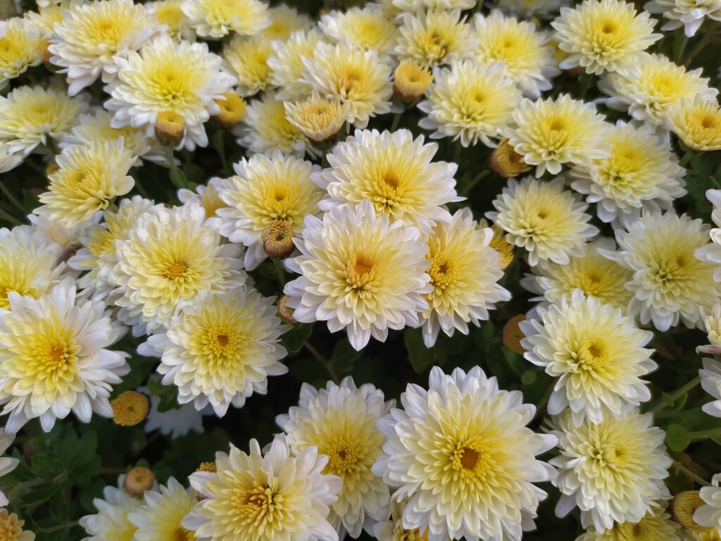 Chrysanten