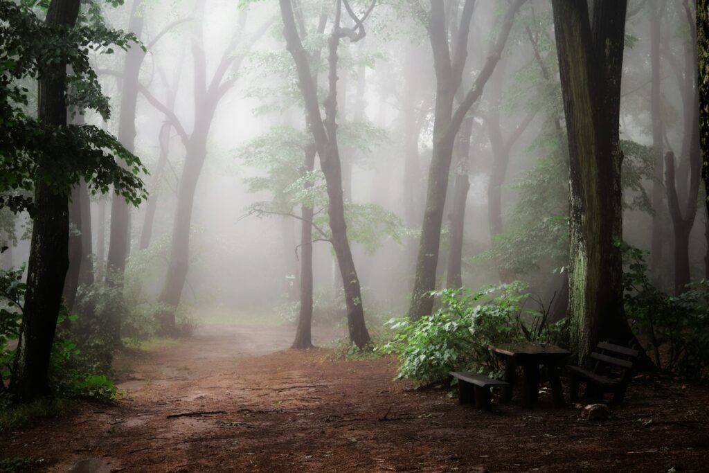 Mistig bos met een verweerde houten picknicktafel en banken, omgeven door vochtige bomen en een serene, natuurlijke sfeer.