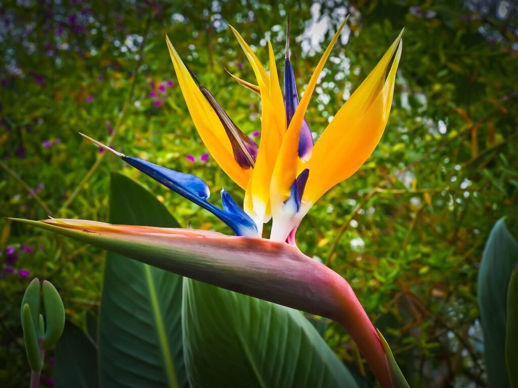 Close-up van de bloem van een Strelitzia, ook wel paradijsvogelplant genoemd, met felgekleurde oranje en paarse bloemblaadjes.