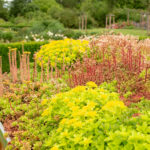 Een kleurrijk groendak met verschillende vetplanten en bloemen, een duurzaam voorbeeld van beplanting dat bijdraagt aan isolatie en biodiversiteit.