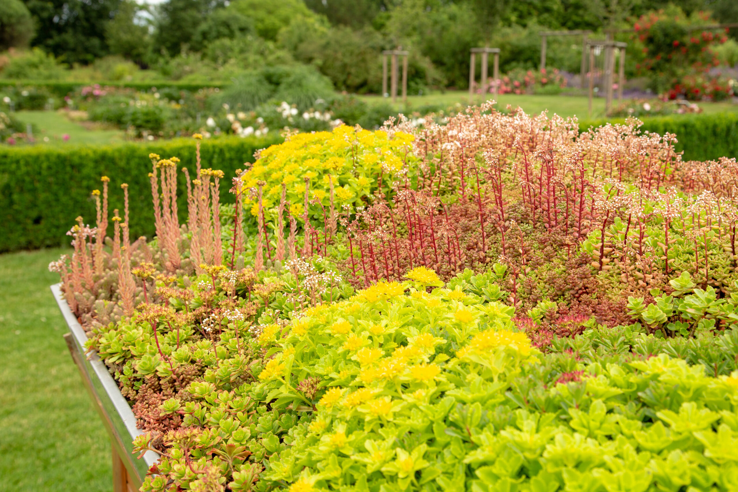 Een kleurrijk groendak met verschillende vetplanten en bloemen, een duurzaam voorbeeld van beplanting dat bijdraagt aan isolatie en biodiversiteit.