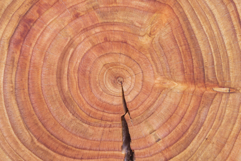 Close-up van Douglas hout met jaarringen en natuurlijke kleurstructuur