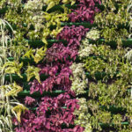 Creatieve verticale tuin met paarse, groene en bonte planten in een rasterstructuur