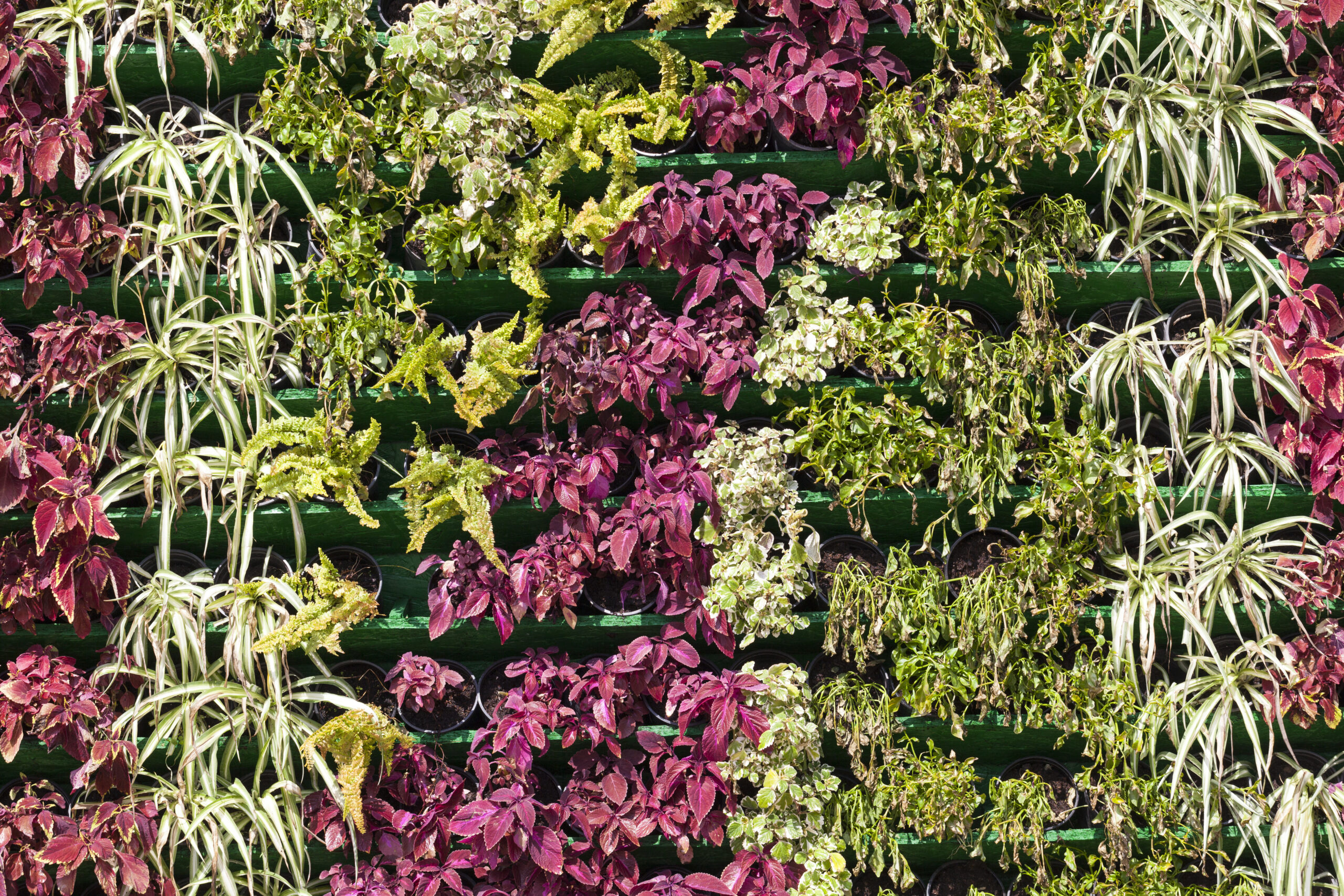 Creatieve verticale tuin met paarse, groene en bonte planten in een rasterstructuur