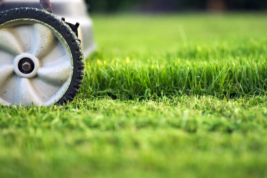 Close-up van vers gemaaid gras en grasmaaierwiel
