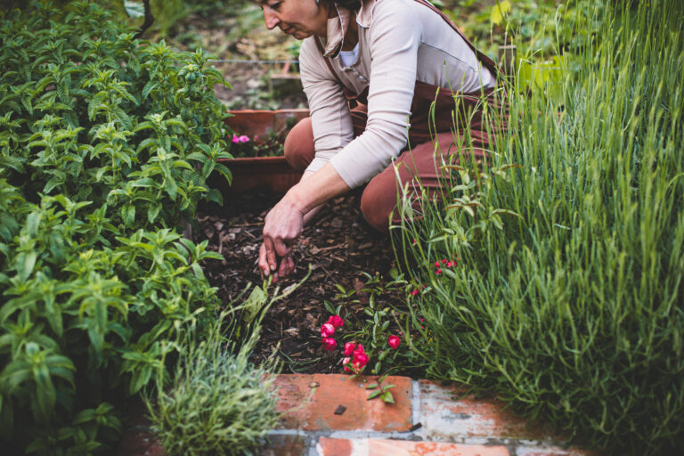 Vrouw die mulch aanbrengt tussen groene planten en bloemen in een verzorgde tuin