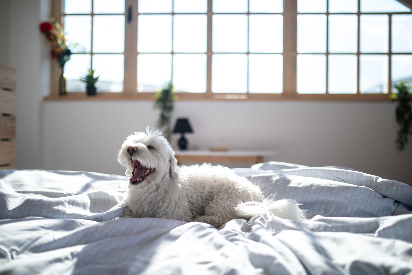 Witte slaapkamer met vrolijk hondje op bed in de ochtendzon