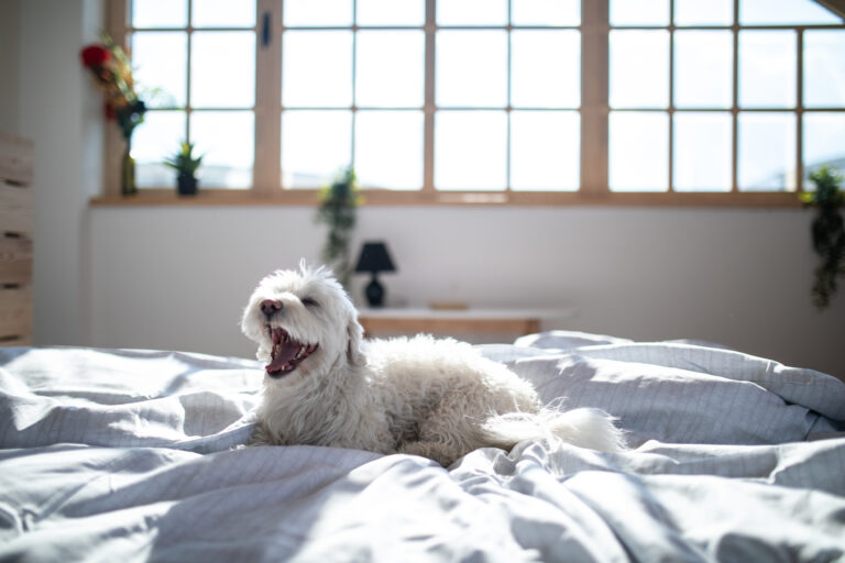 Witte slaapkamer met vrolijk hondje op bed in de ochtendzon