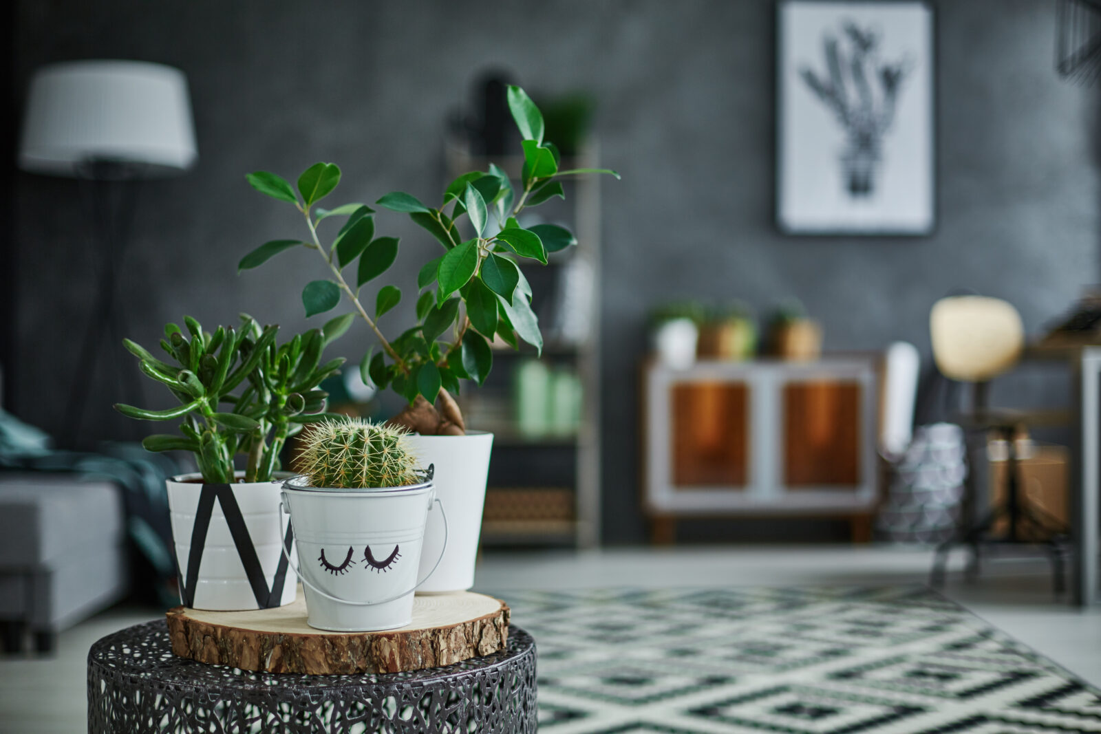 Kleine kamerplanten op een lage tafel in een modern en rustig interieur.