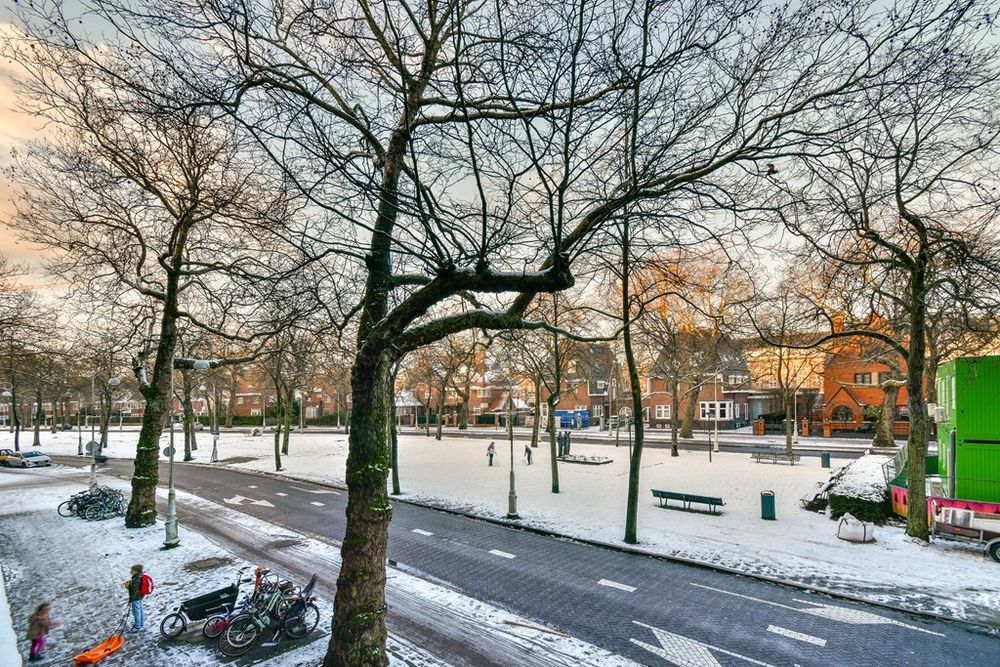 Apollolaan in Amsterdam-Zuid met brede groenstrook en karakteristieke laanstructuur
