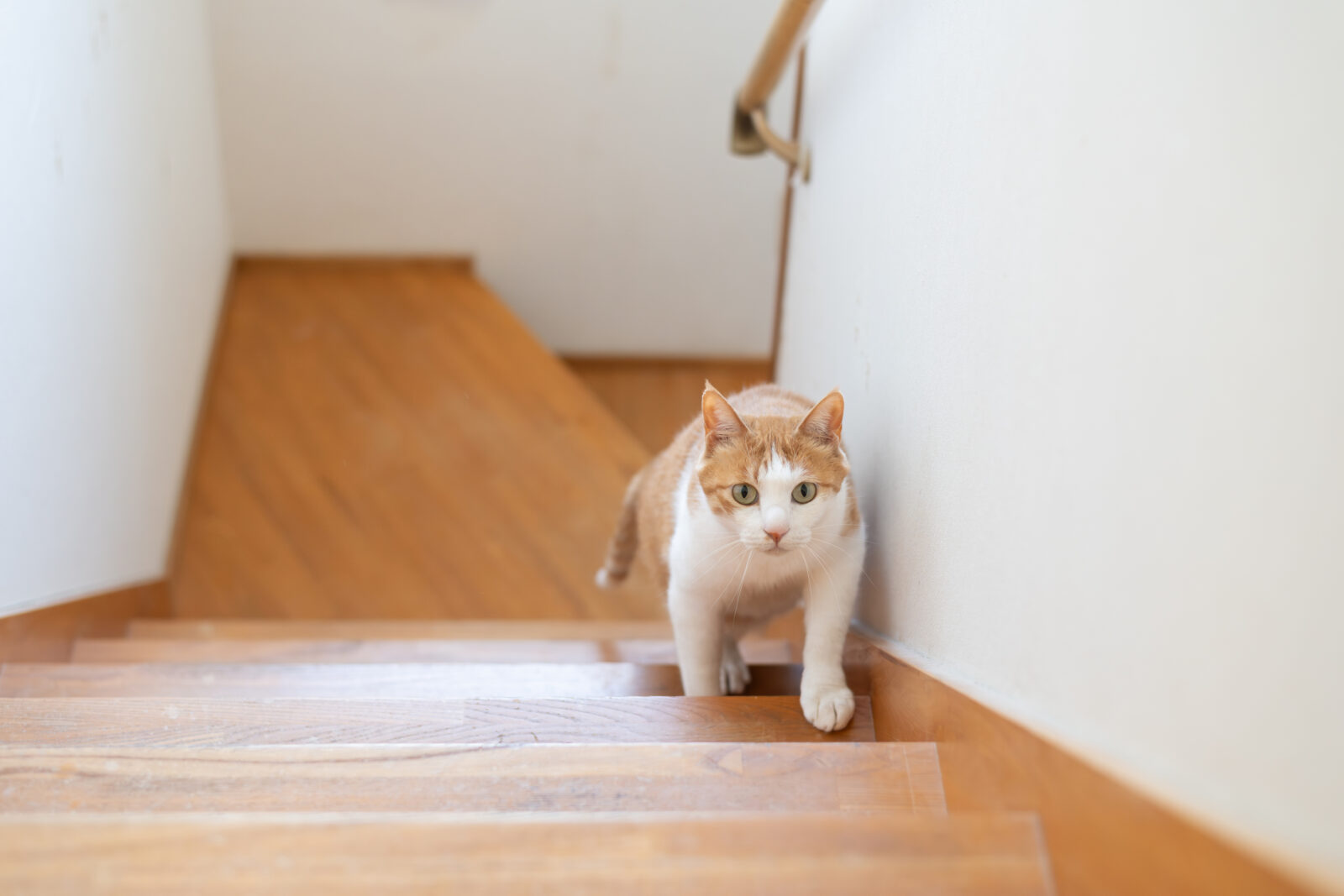 Kat loopt op een open houten trap in huis, waar de open treden risico’s kunnen vormen voor huisdieren
