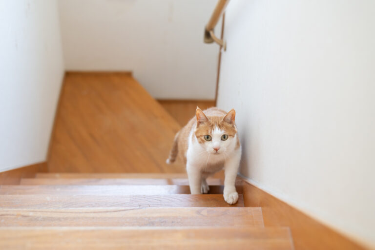 Kat loopt op een open houten trap in huis, waar de open treden risico’s kunnen vormen voor huisdieren