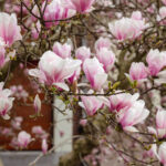 Bloeiende magnolia in een tuin met roze en witte bloemen in het voorjaar