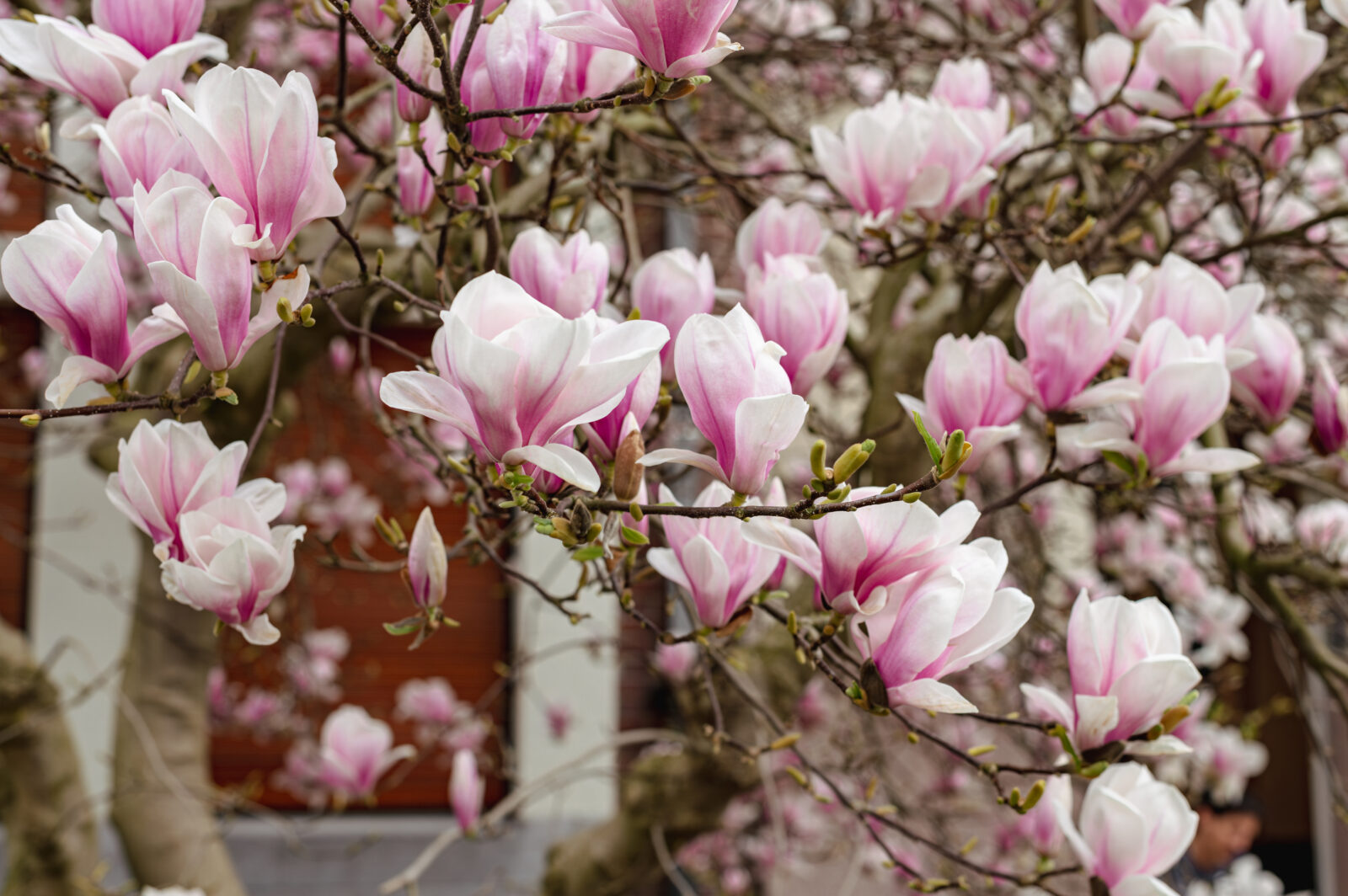 Bloeiende magnolia in een tuin met roze en witte bloemen in het voorjaar