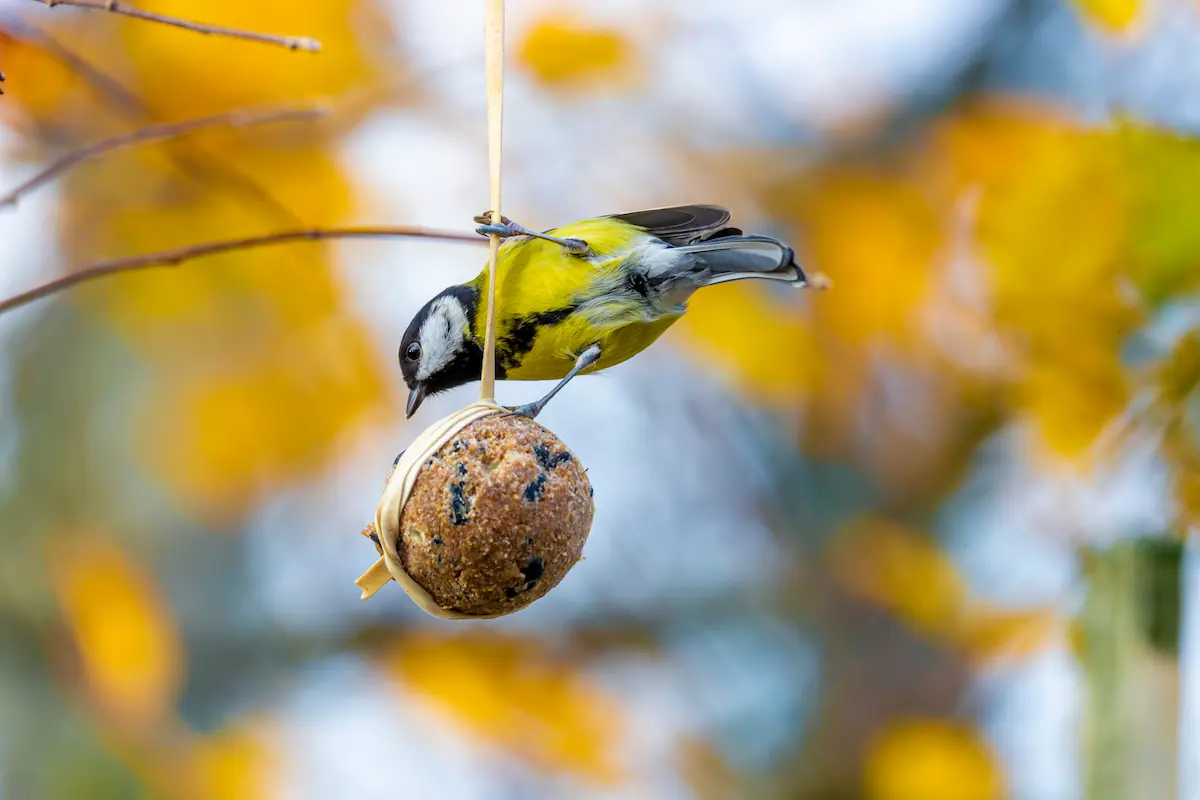 Koolmees eet van een vetbol in de tuin