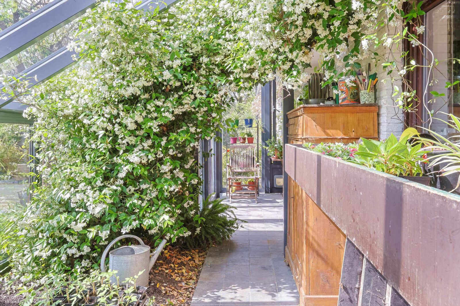Toscaanse jasmijn groeit langs een overdekt terras bij de woning