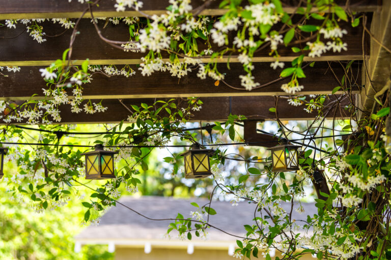 Mediterrane tuin creëren met Toscaanse jasmijn