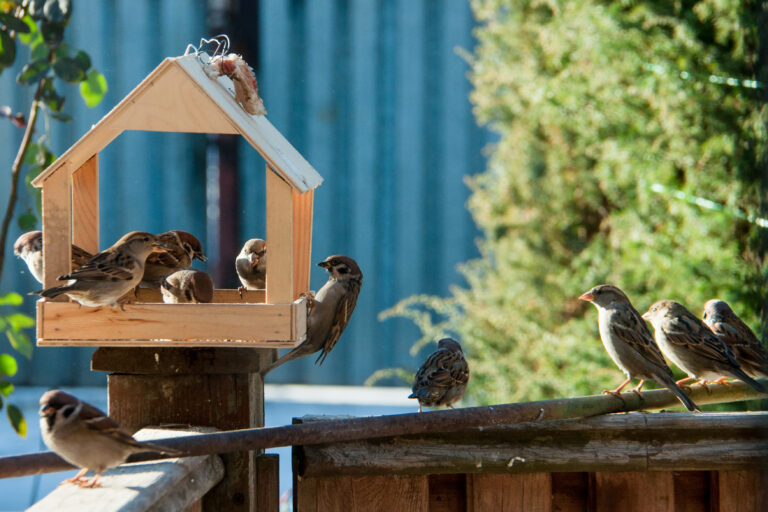 Tuinvogels aantrekken in tuin of balkon: zo doe je dat