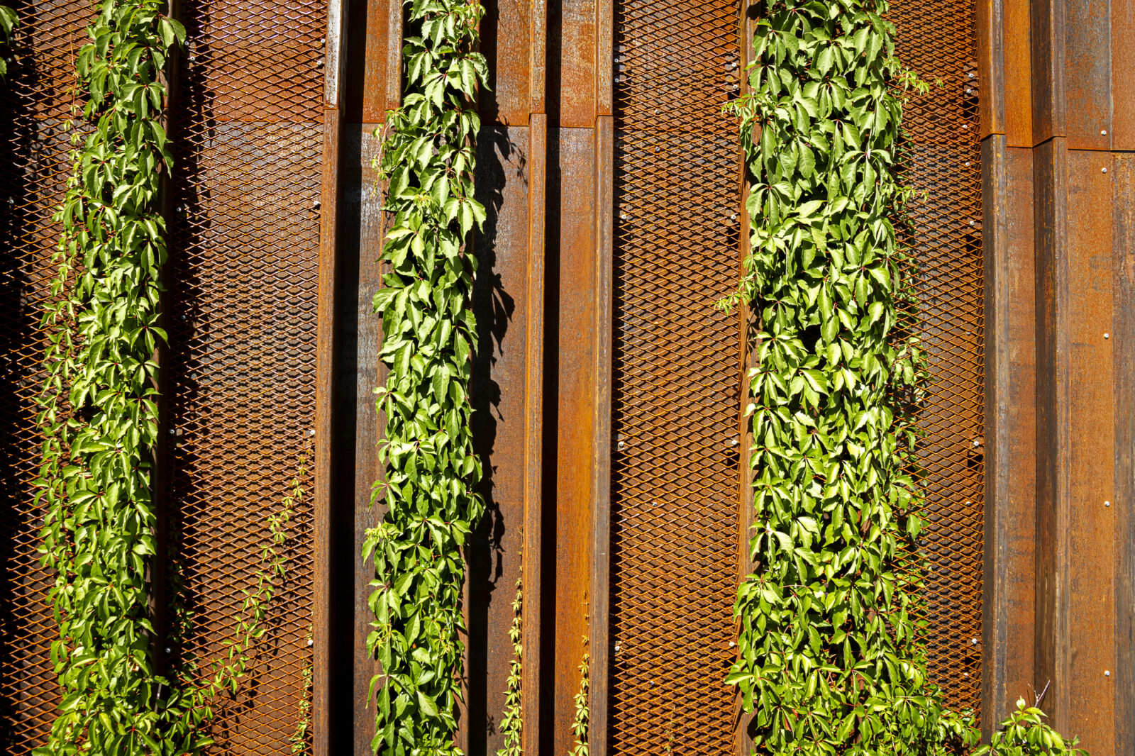 Groene klimplanten tegen roestbruine cortenstalen panelen met rasterwerk
