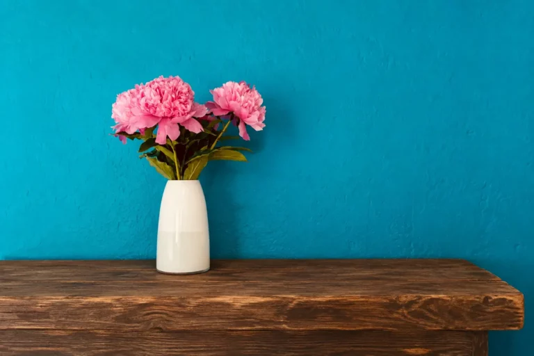 Roze pioenrozen in een witte vaas tegen een blauwe muur